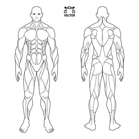 Treino Anatomia Corpo Humano Frente Costas Sistema Muscular Partes Grupos Imagem Vetorial De