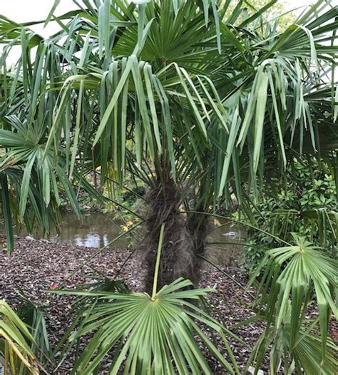 Chamaerops Excelsa Of Trachycarpus Fortunei Palm Kopen Maréchal