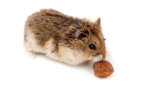 Facts About Dwarf Hamsters Cute Things Come In Small Packages