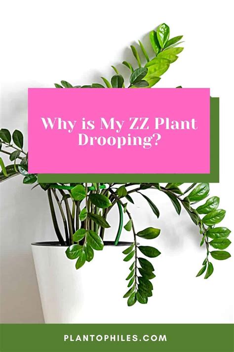 Why Is My Zz Plant Drooping 6 Devastating Reasons