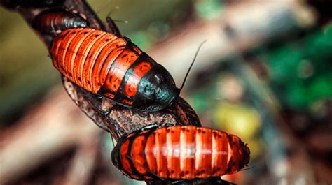 Why Cockroach Population Increases In Summer And How To Control Them Best Pest Control