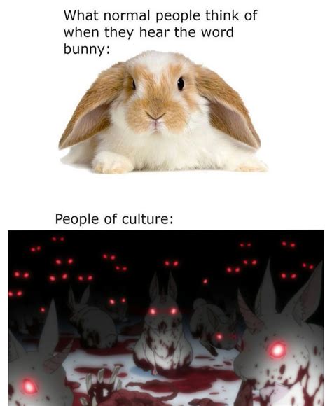 Rabbit Memes