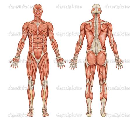 Muscles of the anterior compartment of the forearm. Anatomy of male muscular system - posterior and anterior ...