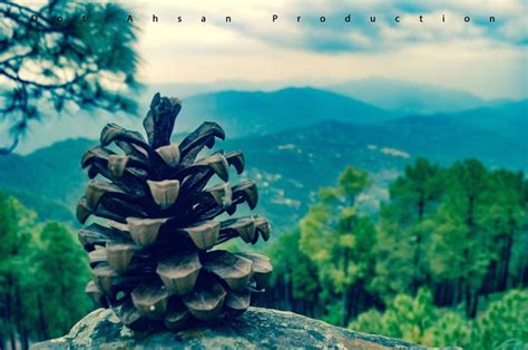 We known for the best quality provider of pine nuts or chilgoza pine from pakistan. KOTLI SATTIAN: PINE NUTS PRODUCTION IN PAKISTAN