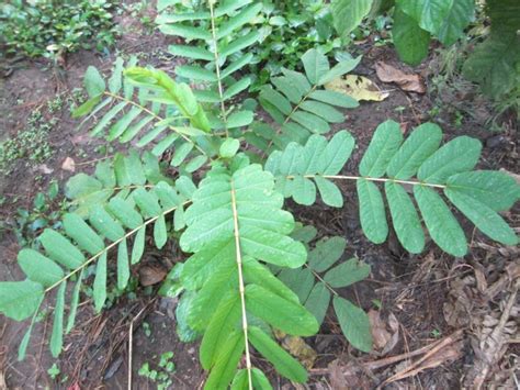 Flowers and their names in nigeria. Nigerian Names Of Herbs And Plants - Food - Nigeria