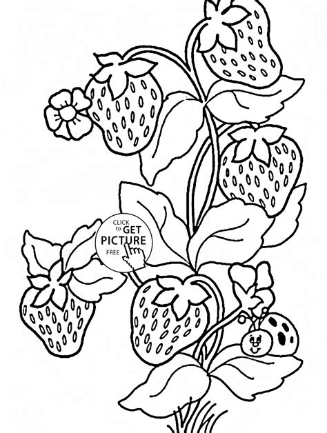 Ladybug And Strawberries Coloring Page For Kids Fruits Coloring Pages