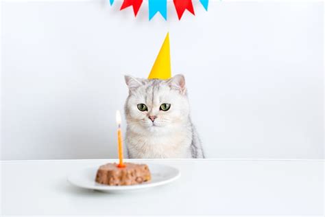 Cat Birthday Cake Recipes And Decorating Ideas Great Pet Living