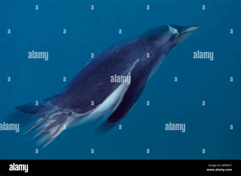 Penguin Swimming Underwater Pygosalis Papua Hi Res Stock Photography