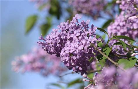 And grow back every single year in the mid summer or mid spring. How to prune your lilac and grow the finest garlic