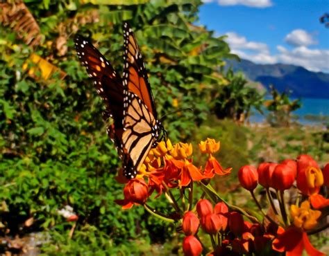 Mission Of The Monarch Monarchs Use Air Currents And Thermals To Travel