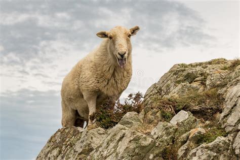 Sheep Climbing A Mountain In Wales Uk Stock Photo Image Of Anglesey