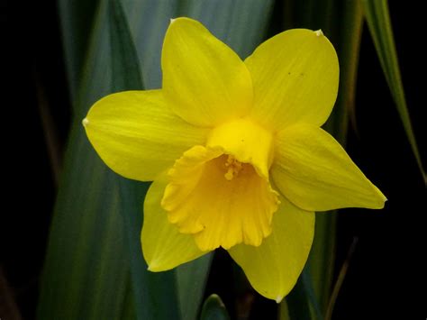 Beautiful Spring Daffodil Free Stock Photo Public Domain Pictures
