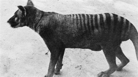 Mystery Tasmanian Tiger Extinction Likely Caused By