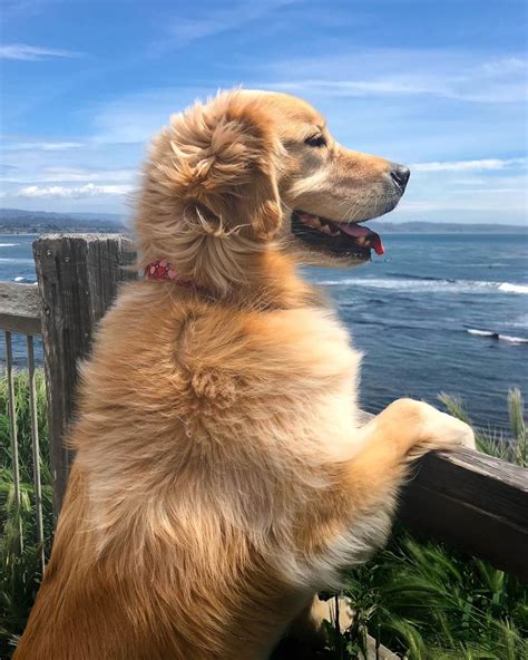 Maya the GoldenはInstagramを利用しています Not a worry in the world Golden