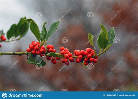 Aquifoliaceaev Ilex Common Holly Cultivar Jc Van Tol Plant With Red