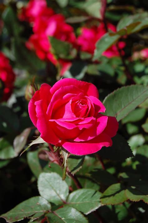 Shrub Rose Pink Double Knock Out® Evans Nursery
