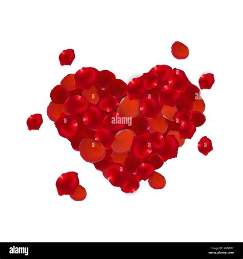 Heart Shape Made Out Of Rose Petals Isolated On White Vector Stock
