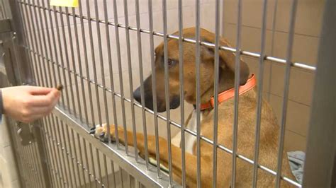 Animal Shelters Prepare To Receive Pets Displaced By Tornadoes