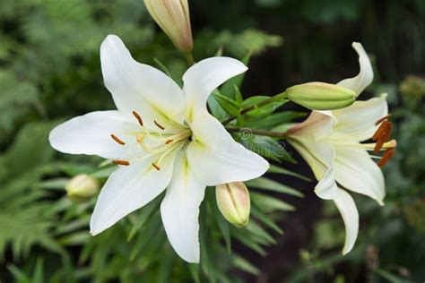 White Easter Lily Flowers In Garden Lilies Blooming Close Up Stock