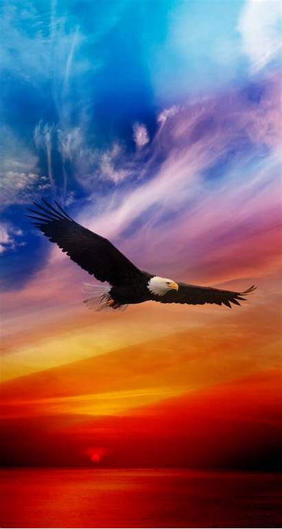 Eagle Iphone Wallpapers Flying American Mobile9 Bald
