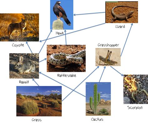 Desert Ecosystem Food Chain Diagram Draw Thevirtual Images And Photos