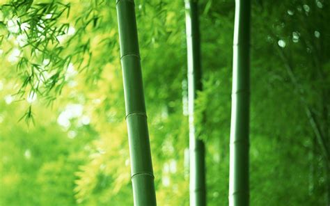 Green Bamboo Wallpapers Top Free Green Bamboo Backgrounds WallpaperAccess