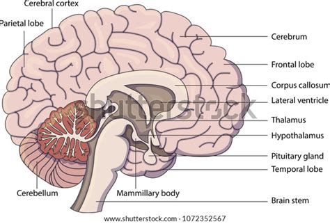 Parts Of The Brain Diagram Labeled