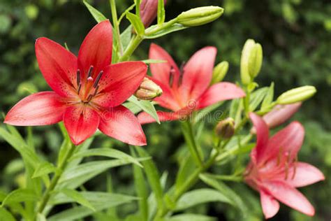 Common Lily Varieties Rayagarden