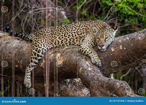 Jaguar Lies On A Picturesque Tree In The Middle Of The Jungle Stock