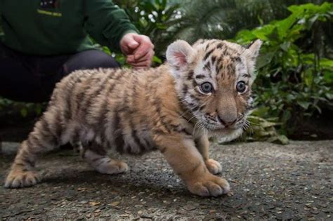 Rare Tiger Cub Makes Her Debut Zooborns