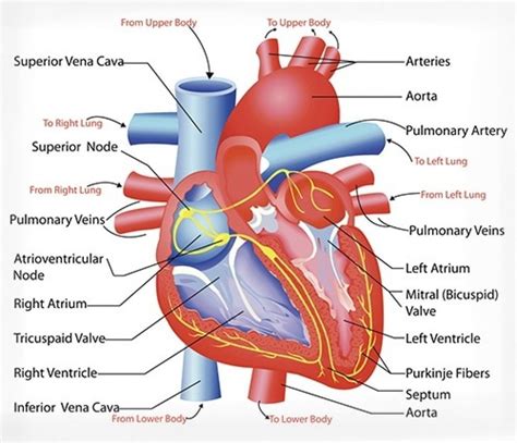 Human Heart Pictures For Students Worksheets Decoomo