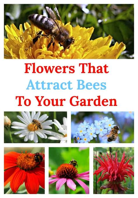 Check spelling or type a new query. Choosing Flowers That Attract Bees To Your Garden