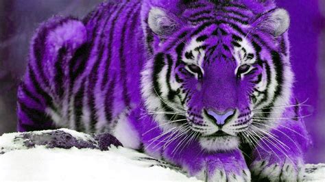 Purple Tiger Black Cat Pictures Purple Cat Purple