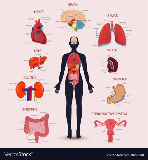 Human Internal Organs Icons Set Anatomy Royalty Free Vector