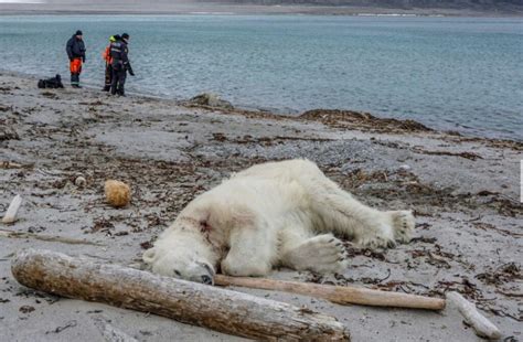 Polar Bear Shot Dead After Attacking Cruise Ship Tour Guide As Climate