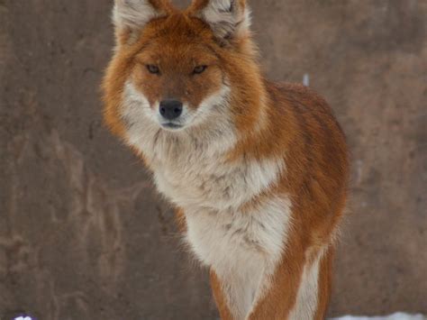 Dhole Facts Habitat Diet Life Cycle Baby Pictures