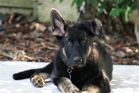 Working German Shepherds As Pets And Companions Pethelpful