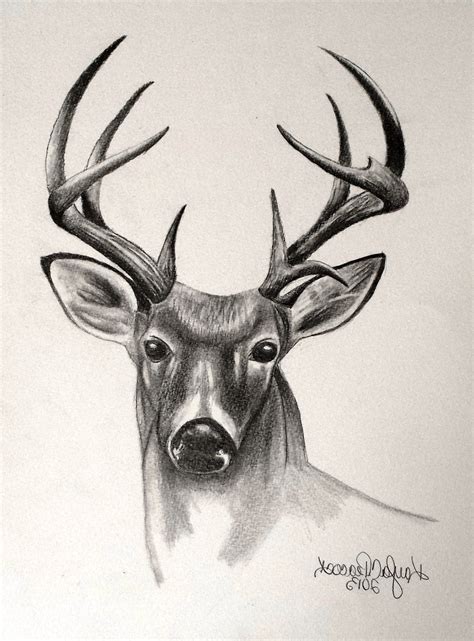 Deer Pencil Drawing At Getdrawings Free Download