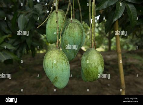 Mango Plantation At Kanshat Chapainawabganj Bangladesh Stock Photo