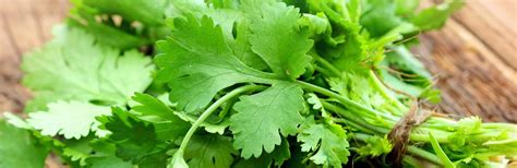 No wonder, it's the same plant. How to grow and care for coriander | lovethegarden