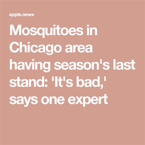 Mosquitoes In Chicago Area Having Seasons Last Stand Its Bad Says
