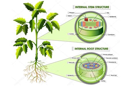 Materi Ipa Kelas Struktur Bagian Tumbuhan Dan Fungsinya
