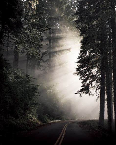 Forest Trees And Foggy Road Wallpaper 4k