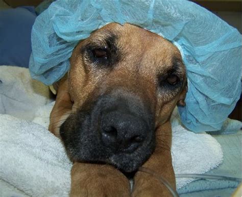 Anesthesia Guidelines From The American Animal Hospital Association