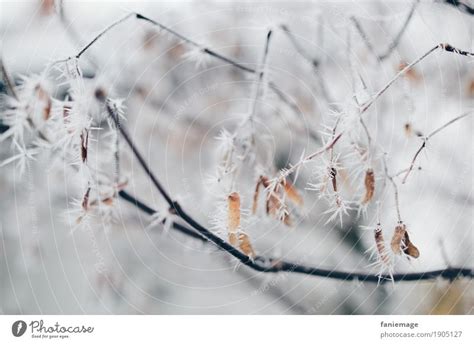 Branches With Ice Crystals A Royalty Free Stock Photo From Photocase