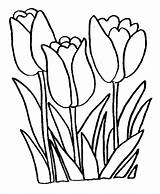 Coloring Flower Tulip Flowers sketch template