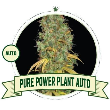 Pure Power Plant Automatic Cannabis Seeds City Seeds Bank