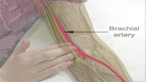 Brachial Artery And Deep Brachial Artery Location Pulse Function