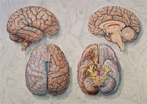 Illustration Of Four Views Of The Human Brain Stock Image P3300208