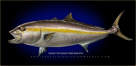 Amberjack Fish Mounts And Replicas By Coast To Coast Fish Mounts